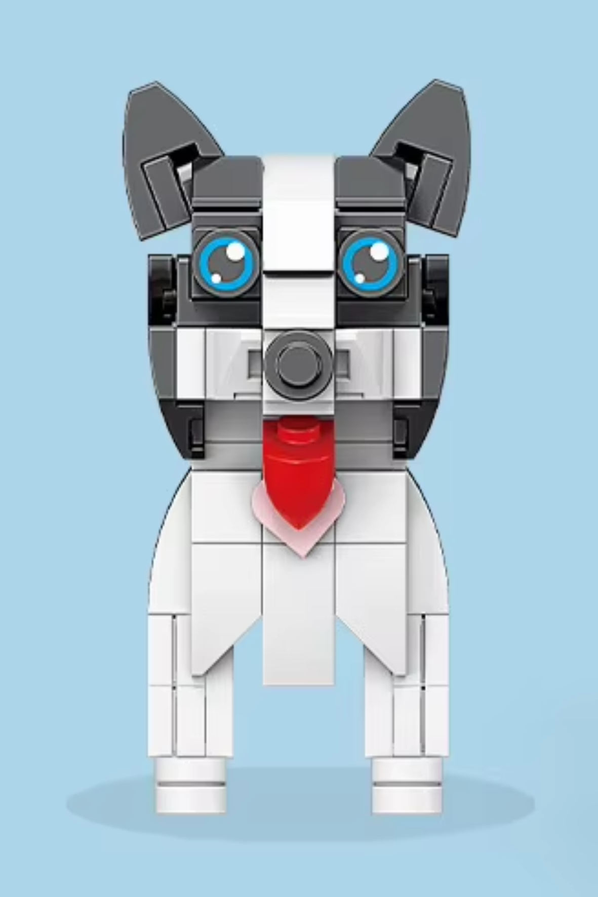 Border Collie